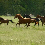 Pferdepension-braune-pferde