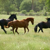 Pferdepension-pferde-rennen
